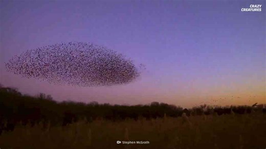 Why this stampede behavior leaves little room for escape