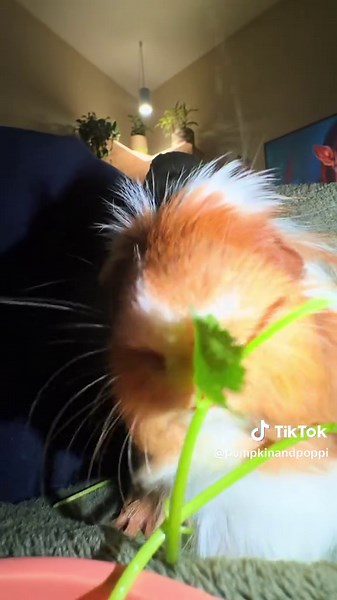 This little piggy went to the market and brought home Cilantro #guineapigs #guineapigsoftiktok #cilantro #hungryanimals #funnypets