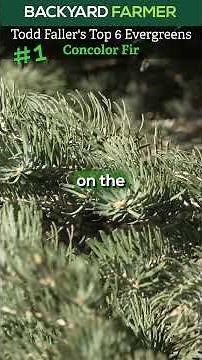 🌲 Todd Faller’s Top 6 Evergreens - #1 Concolor Fir