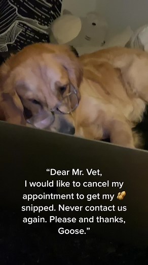 Goose THE Golden on TikTok