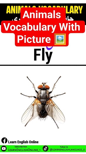 Animals Vocabulary With Picture 🖼️🖼️ 🕊️ 🦟 🦟#foryou #english #englishlanguage