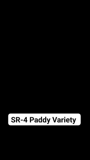 157K views · 1.7K reactions | High yielding paddy variety. | Agriculture Activities | Facebook