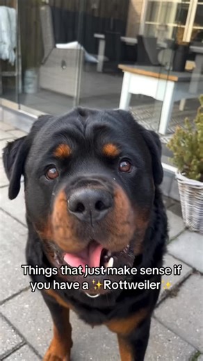 Rottweiler Breeder on Instagram: "Breeding Pure Breed Rottweilers from WEST GERMANY Call 424-789-4338 to make an appointment to view pups and parents. #rottweiler #rottweilersofinstagram #RottweilerLife #rottweilers #breeder #puppylove #doglover #cuteanimals #puppyadoption #southbay #losangeles #happydog #dog"
