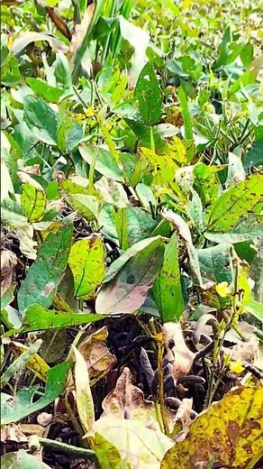 I Tried Ancient Farming Techniques