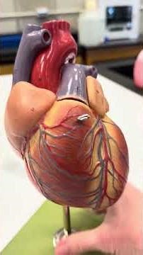 Model of the human heart anatomy model review.