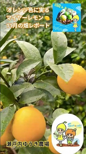 【レモン🍋畑便り】畑にオレンジ色 登場 | 11月 レモン 色づき始めました #瀬戸内ゆうき農場 #マイヤーレモン #りのか #レモンの旬はこれから #レモン博士