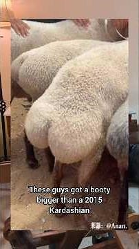 Top 5 Sheep Breeds