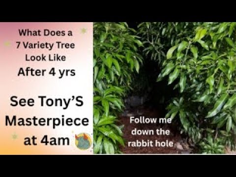 One Tree, Many Delights