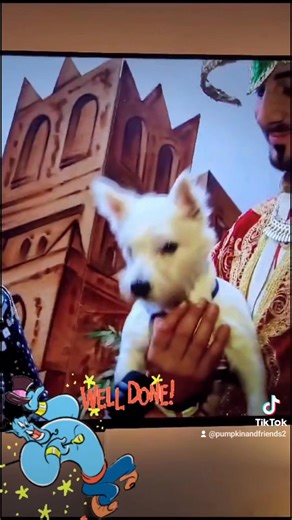 Wonderful memories of when Pumpkin was on stage in the pantomime 'Aladin' ❤️🎭 | Pumpkin The Wheelie Westie Warrior