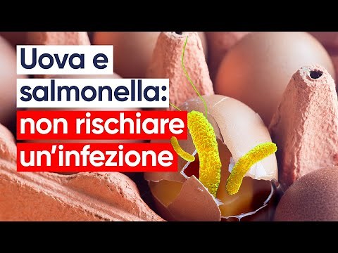 Eggs and salmonella: 10 rules to avoid risks