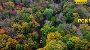 Ponsse customer stories - Modern Logging from New York, USA with PONSSE Buffalo King. 🇺🇸 | Ponsse Oyj