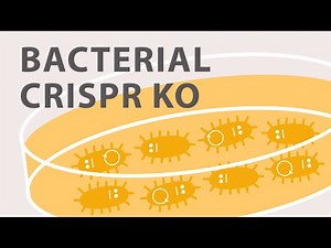 Gene Silencing Methods: CRISPR vs TALENs vs. RNAi