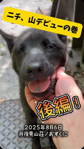 月夜見山荘／おすくに【山梨県早川町にある蕎麦屋を併設した古民家宿】 on Instagram: "生後100日が過ぎ、体も大きくなってきたニチ。 スタッフとの山菜採りに、本日初めて同行。 さあ、猟犬ニチの物語が始まります！ 今回は前後半に分けてご紹介。こちらは後編です！ #おすくに #月夜見山荘 #甲斐犬 #山菜採り #ミズ #狩猟採集生活 #山の暮らし #早川町"