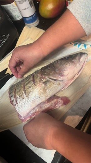 Catch N Cook a 29” striper 🤩 @Marco Talavera #fyp #catchandcook #striperfishing #fishingvideos #fishing