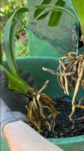 Top Tips to Divide Your Clivia Plants Like a Pro 🌱 (Quick & Easy!)