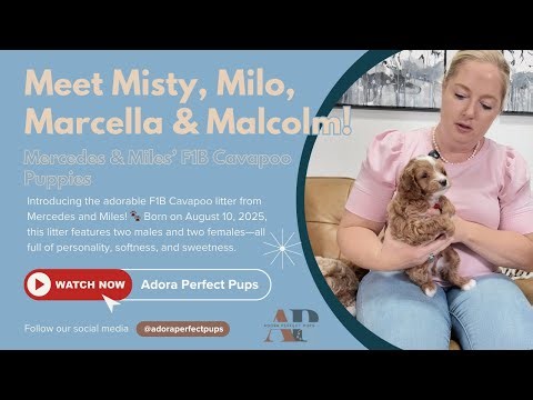 Meet Misty, Milo, Marcella & Malcolm! 🐶 | Mercedes & Miles’ F1B Cavapoo Puppies