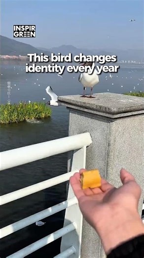 Why Does This Bird Change Color Every Year?