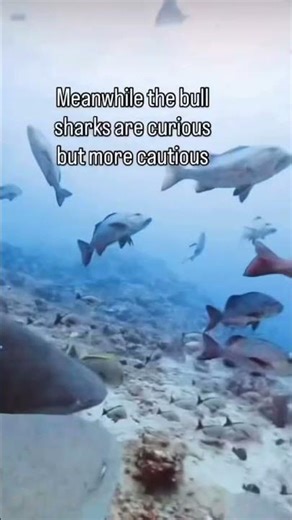 Curious Fish 🐟🐟 #underwater #reef #oceanconservation #wildlife #ocean #1