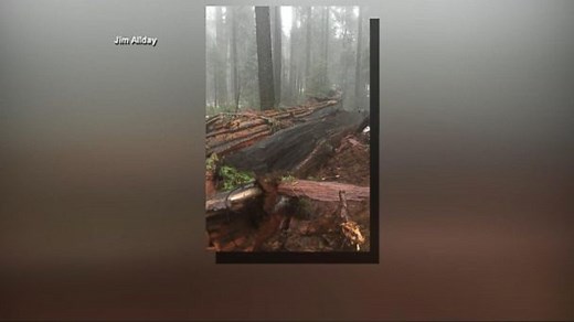 Beloved California Giant Sequoia Tree Felled by Storm