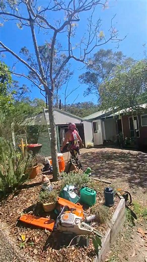 24 reactions · 3 comments | Tree removal at Shailer Park | Easy Done Tree Services | Facebook