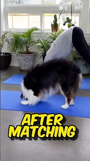 SIMPLE Dog Exercise Routine and Exercises!