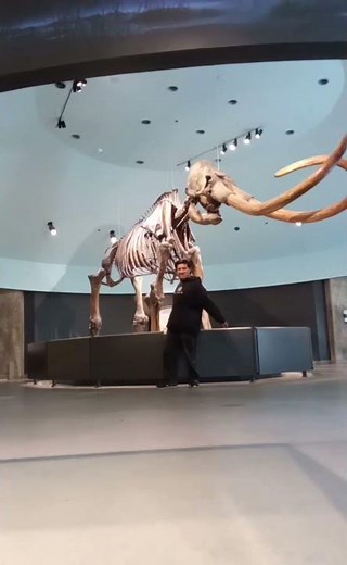 Columbian Mammoth Fossil Structure