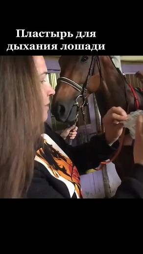Пластырь на нос для дыхания🐎 #лошади #horse #лошадь #конныйспорт #конь #жеребец #интересное #дыхание #врек #бег #спорт #тренер #sport #moscow #я