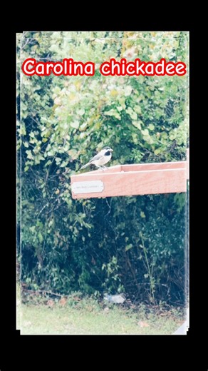 Carolina chickadee at bird feeder #birdfeeder #birds