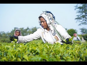 Nepalese workers' collaborative efforts to promote occupational safety and health in the tea sector