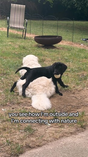 Golden Retriever's Unique Friendship with Goose