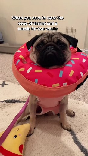 Poor baby got spayed🥺🥺 #pugs #pugpuppy #puglife #pug #dogs #pugsofinstagram #pugsworld #puppies #dogsofig #fail #pugsoftiktok #dogsoftiktok #thisisbullsht #coneofshame