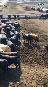 11K views · 72 reactions | From lab-grown steak to plant-based solutions, inside the $5.6 billion alternative meat industry. | Business Insider Africa | Facebook