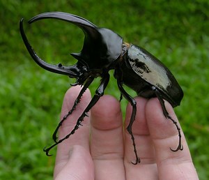 Three horned rhinoceros beetle - Alchetron, the free social encyclopedia
