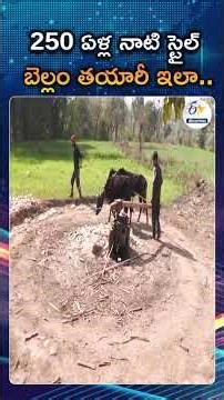 Witness 250 Years Of Tradition Oxen Powered And Chemical Free Organic Jaggery Making