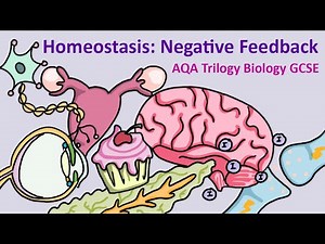 GCSE Science Biology AQA : Homeostasis: Negative Feedback