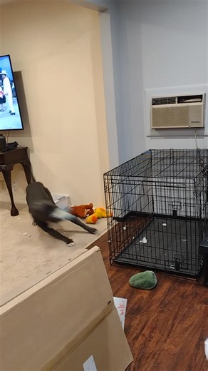 Running away you ain't getting that toy | Big Mac & Bucky | Facebook