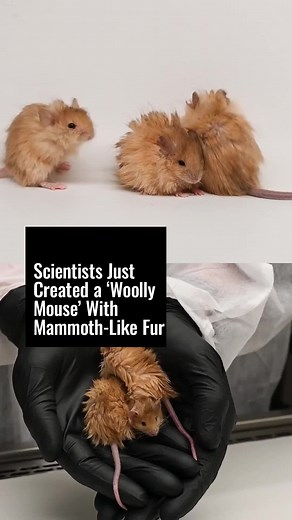 Colossal Biosciences: Woolly Mouse Genetic Experiment