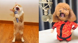 Funny Singing Pets on Stage