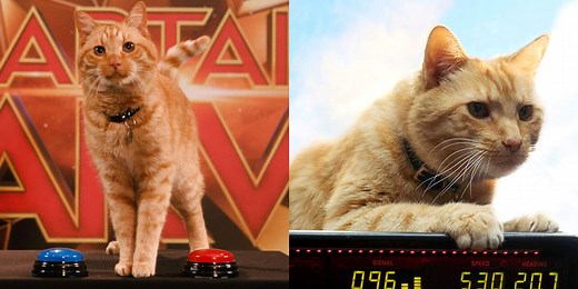 看完《驚奇隊長》被橘貓「Goose」收服了嗎？揭秘漫威最萌超級英雄的7大身世之謎