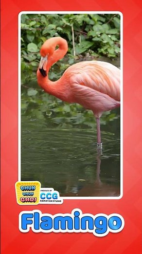 Flamingo Sound for Kids 🦩 | Fun Bird Video