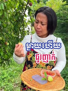 បេះផ្លែ ស៊ឹម៉ុម៉ុ | Harvesting plums | Samphors S Korm