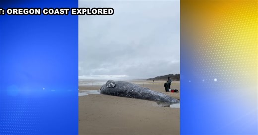 Gray whale found dead on Oregon coast near Yachats