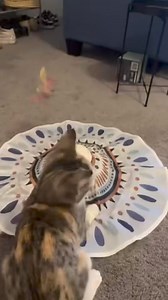 2.1K views · 100 reactions | BEE  LOVES HER NEW TOYS!!! A huge thank you for these amazing toys from Bee’s Amazon Wishlist!! She’s extremely active and loves playing so these interactive toys are a huge hit. It a mental and physical workout for her and it’s AWESOME. Thank you, Josh Army 冀 . . . . #Beelikejosh  | The Be Like Josh Foundation | Facebook