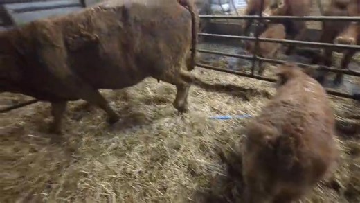 4.8K views · 22 reactions | Hawes Cattle Sale 15th Nov ⭐️Consignment from Croft Farm ptrs 1 Lim x hef with Lim 1mth calf at foot | Hawes Farmers Auction Mart | Facebook