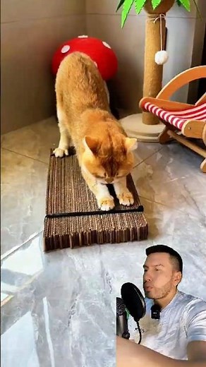 How to make a homemade cat scratcher using recycled cardboard boxes