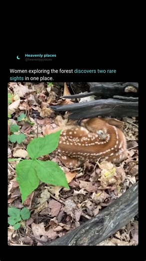heavenly places on Instagram: "The Wrinkled Peach Mushroom 🍄 is an incredibly rare species found on decaying hardwood trees, known for its delicate peach-colored cap and net-like texture. Its habitat is rapidly shrinking due to deforestation and climate change, leaving only a few thriving colonies in the wild. A sighting of this near-extinct fungus is a once-in-a-lifetime moment, showcasing nature’s fragile beauty and ecological importance. 🌳✨ Mycologists Will Hunt Their Whole Li