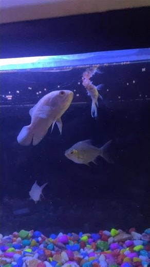 Oscar Fish vs Red Cap Goldfish | Instant Attack 😱 #aquariumfun #exoticaquariumfish #fish