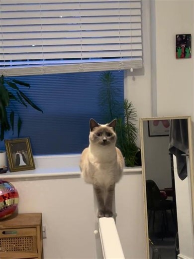 Siamese Cat Balances on Narrow White Banister and Stares at Camera