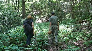 1.5K views · 68 reactions | American ginseng is a plant native to the...
