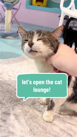 Let’s open the cat lounge! 🐈💗 #kittybubblecatcafe #catcafe #columbus #columbusohio #adoptablecats